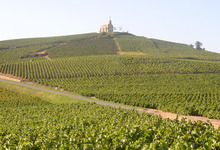 vignoble