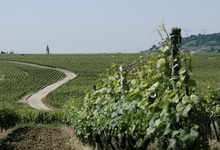 Dijonnais