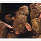 Truffes Pebeyre