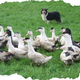 Ferme du Larcher