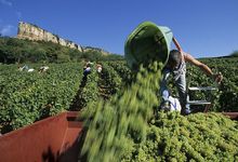 vendanges devant la roche de Solutré