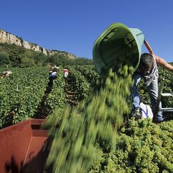 vendanges devant la roche de Solutré