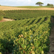 Domaine Laubarel