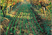 Domaine Rotier