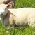 L'agneau du Bourbonnais
