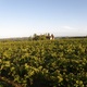 Domaine Pomès Pébérère