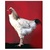 poulet du Bourbonnais