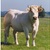 boeuf charolais du Bourbonnais