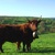 vache salers