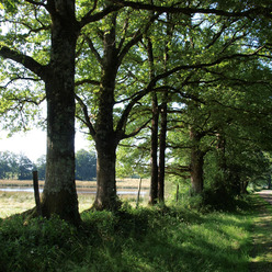 Boischaut-Sud