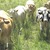 vaches blondes d'Aquitaine