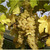 Le chasselas de Moissac