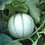 Le melon du Quercy