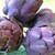artichaud violet du Roussillon