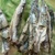 anchois de Collioure