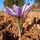 Crocus sativus - fleur à safran - L' Or Rouge