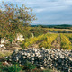 Muscat Saint Jean de Minervois
