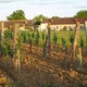 Vignoble Loubery Chateau Haut Mayne