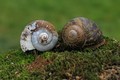 escargots de Bourgogne