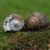 escargots de Bourgogne