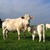 boeuf charolais