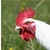 poulet de Bresse