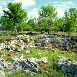 un paysage typique de causse