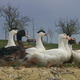 Ferme Le Bayle