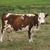 vache normande