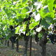 Domaine De La Tour Penedesses