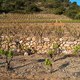 Domaine Serrelongue