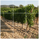Coteaux du Languedoc - Pic Saint-Loup