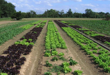 Le jardin paysan