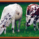 La Ferme Du Lieuvy
