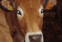 Ferme du lis ar parkou