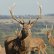 Les Cerfs de Kerfulus