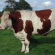 La ferme de Kerfloch, viande bovine