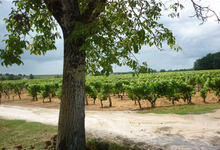 Domaine de la Gauche