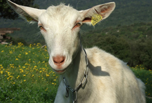 Ferme de Bourdichou