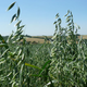 Au Petit Grain Bio