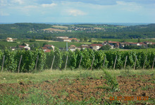 Domaine Robert Martin