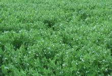 lentilles et flageolets en agriculture raisonnée