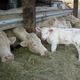 Ferme de Beauchiffray