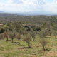 Domaine Saint Andrieu