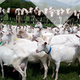 Fromagerie de la Ferme de Plantimay