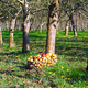 Cidre fermier Lemasson