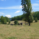 Ferme des Tilleuls, vaches laitières