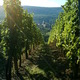 Domaine Jean Bernard Ziegler