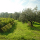 Domaine Du Chene Vert