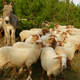 la ferme des Lamberts